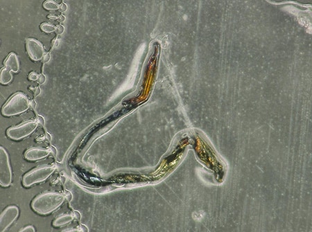 Observation of foreign particles in a transparent film using the VHX Series 4K Digital Microscope