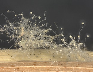 Efficiency Improvement of Observation and Analysis of Microorganisms Such as Moulds and Bacteria