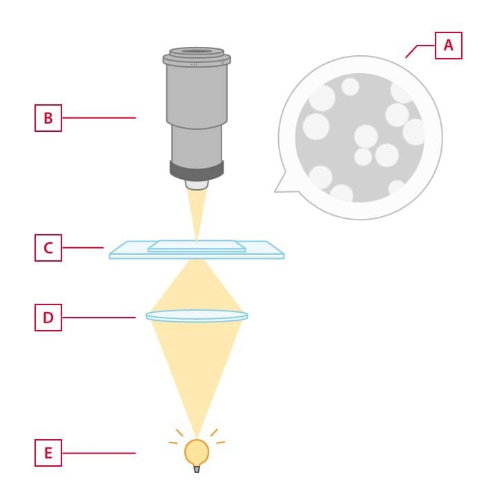 A : Hellfeld B : Objektiv C : Probe D : Kondensorlinse E : Lichtquelle