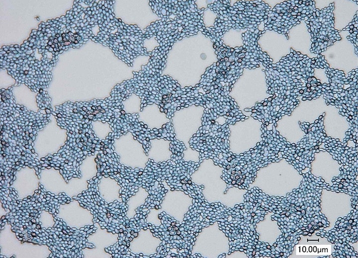 Durchlichtbeleuchtung (1000x)