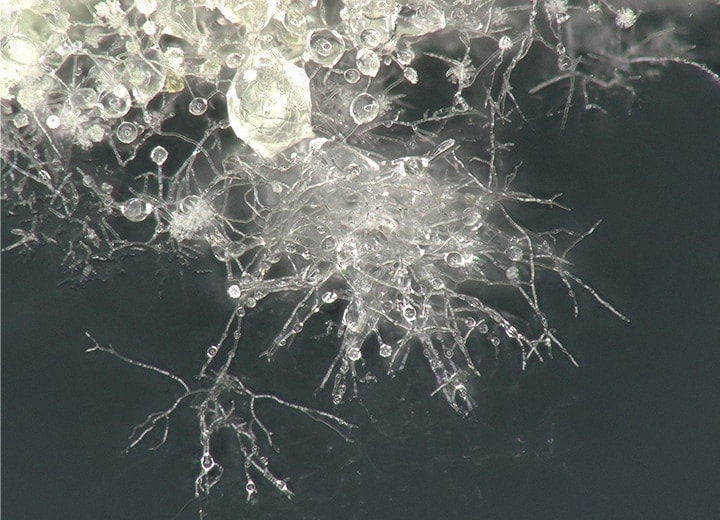 Ringbeleuchtung (200x)