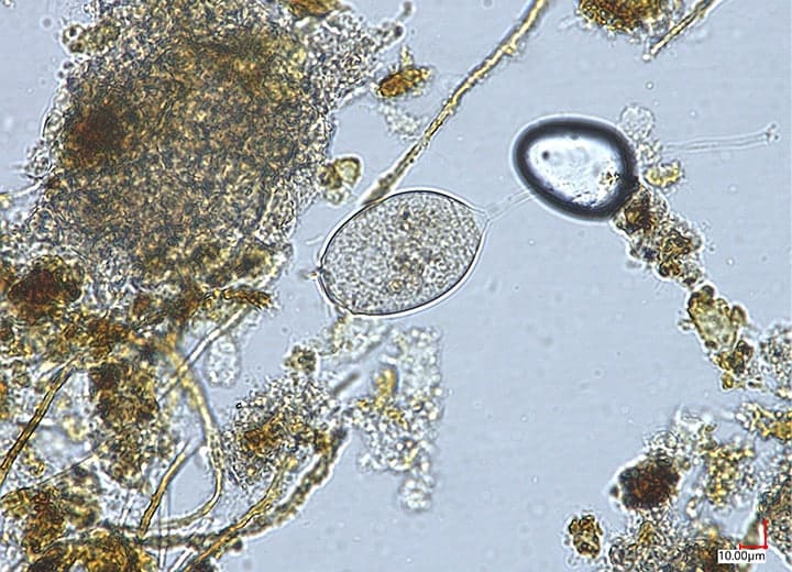 Durchlichtbeleuchtung (700x)