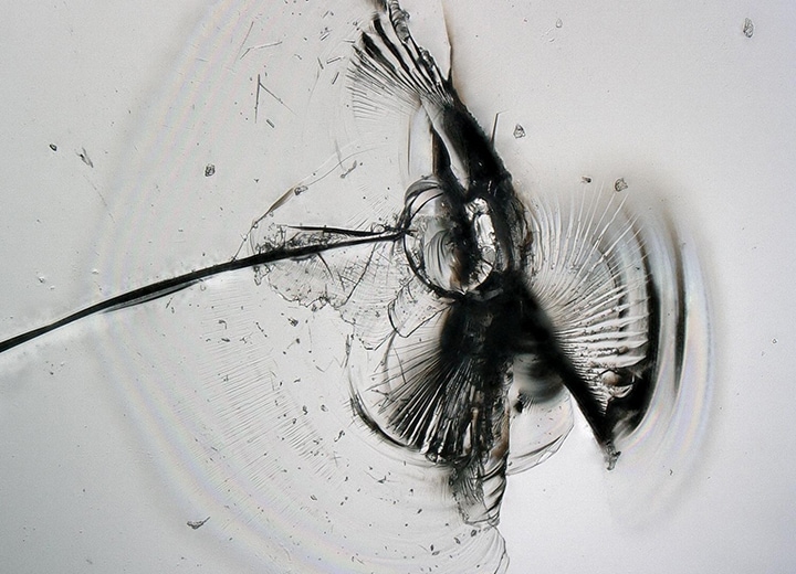 Ringbeleuchtung + Tiefenzusammensetzung (200x)