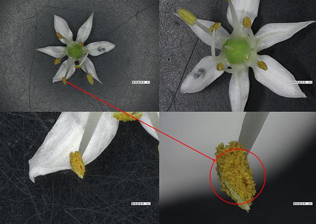【Beispiel】Blüte und Pollen des Schnittknoblauchs