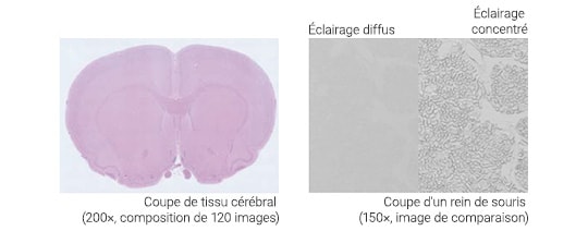 Coupe de tissu cérébral (200×, composition de 120 images)/Éclairage diffus Éclairage concentré Coupe d'un rein de souris (150×, image de comparaison)