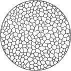 Taille des grains numéro 7