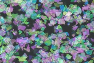 Observation et mesure de pigments au microscope numérique
