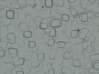 Image normale (1500x)