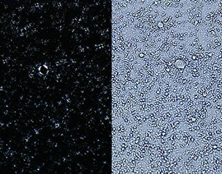 Observation d’une émulsion sous différents éclairages