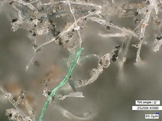 Observation de fibres sous fort grossissement (500x)