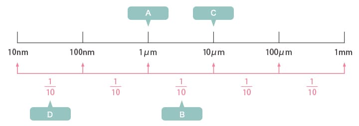 A : Bactérie B : Champignon C : Cellule humaine D : Virus