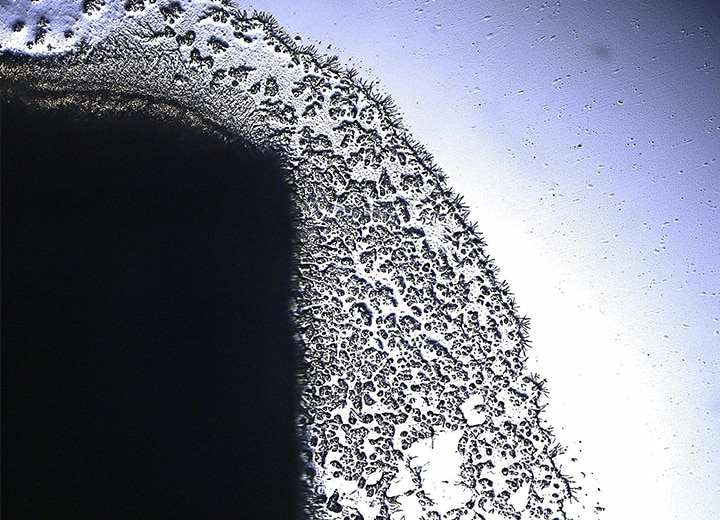 Éclairage polarisé par transmission (200x)