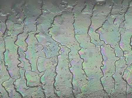 Szőrkutikulák vizsgálata és beazonosítása a VHX sorozatú 4K-s digitális mikroszkóppal