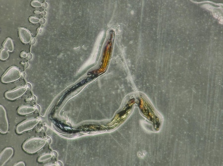 Waarneming van vreemde deeltjes in een transparante folie met de 4K digitale microscoop uit de VHX-reeks