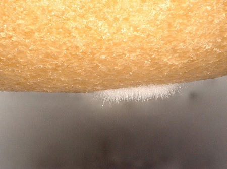 Waarneming van schimmel op een donut met de 4K digitale microscoop uit de VHX-reeks